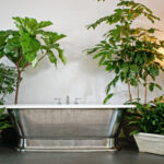 Pflanzen Fürs Bad: Diese Eignen Sich Am Besten - Mein Schöner Garten in Badezimmer Pflanzen Hängend