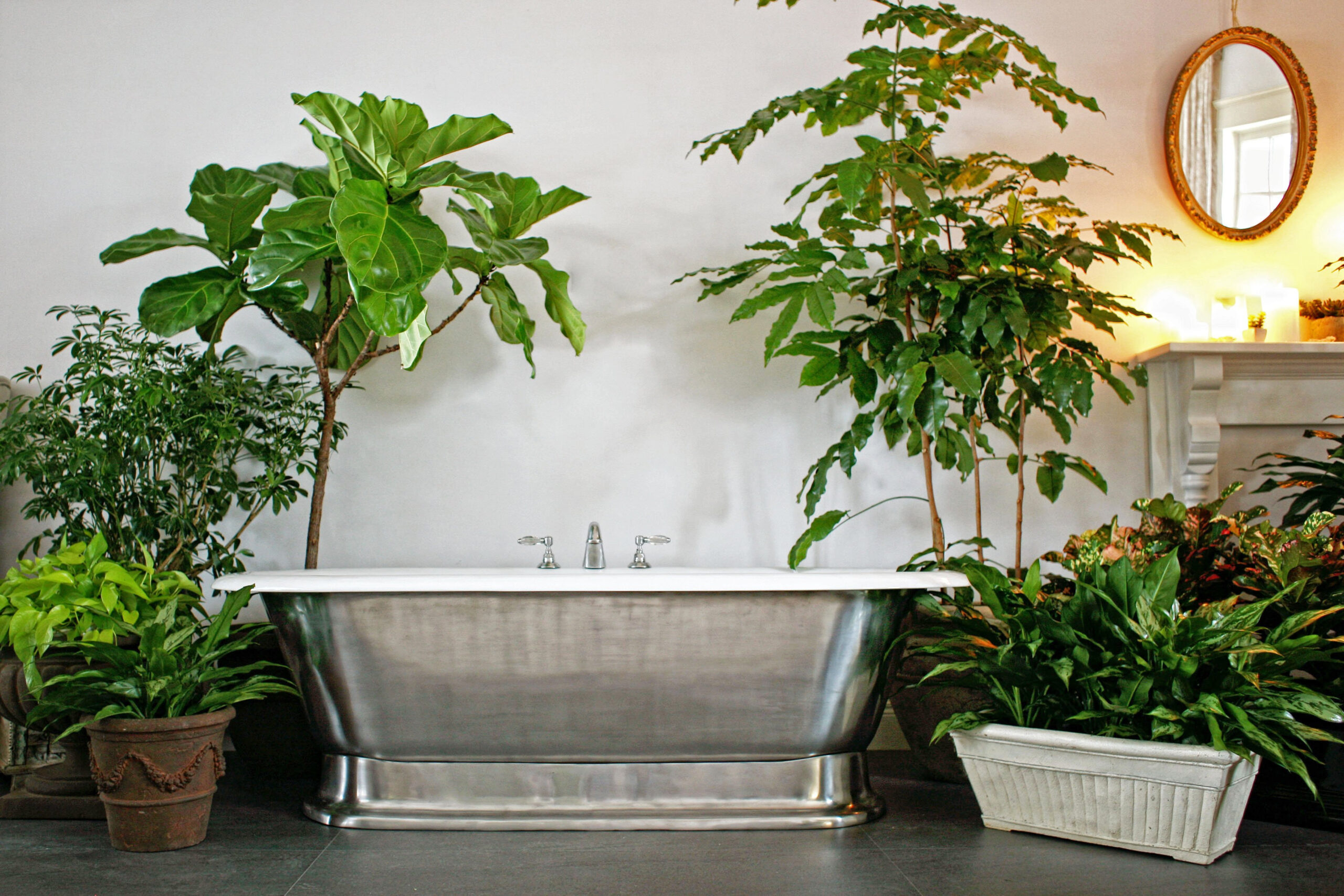 Pflanzen Fürs Bad: Diese Eignen Sich Am Besten - Mein Schöner Garten with regard to Badezimmer Deko Pflanzen